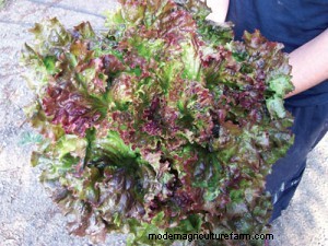 Fall & Winter Garden Planning