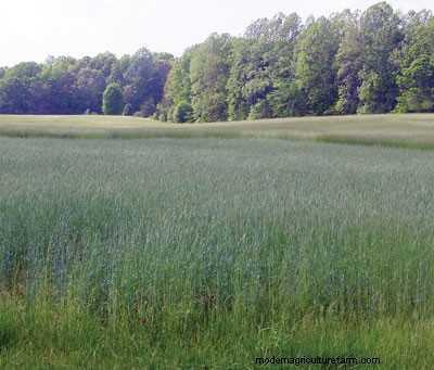 Cover Cropping for Unpredictable Weather