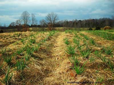 Farm update: moving into winter & cleaning seed…