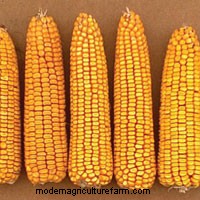 The Joy of Sowing Seed – Straight into the Garden!