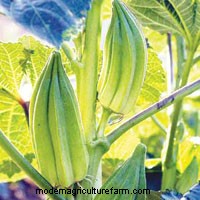 The Joy of Sowing Seed – Straight into the Garden!