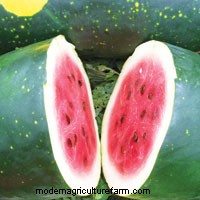 The Joy of Sowing Seed – Straight into the Garden!