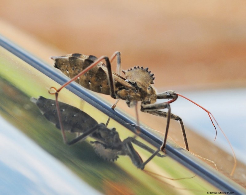 Getting Past Appearances: Learning to Love the Wheel Bug