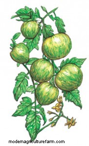 SESE heirlooms shine again!