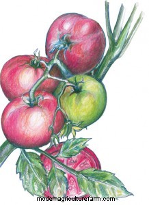 SESE heirlooms shine again!