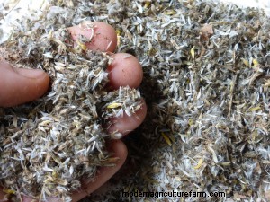 Saving Lettuce Seed