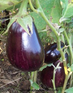 Harvesting Tips for 8 Summer Vegetables