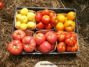 Harvesting Tips for 8 Summer Vegetables