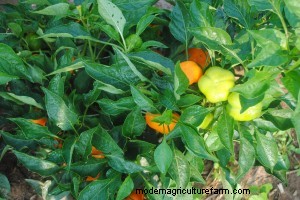 Harvesting Tips for 8 Summer Vegetables