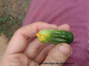 Harvesting Tips for 8 Summer Vegetables
