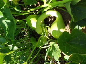 Harvesting Tips for 8 Summer Vegetables