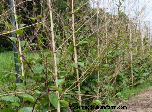 Trellising with Bamboo