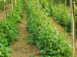 Trellising with Bamboo