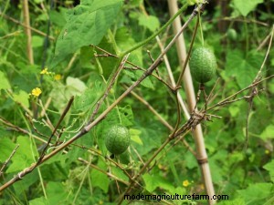 Trellising with Bamboo