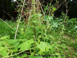 Trellising with Bamboo