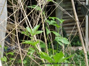 Trellising with Bamboo