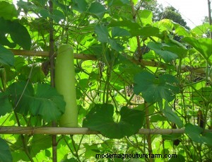 Trellising with Bamboo