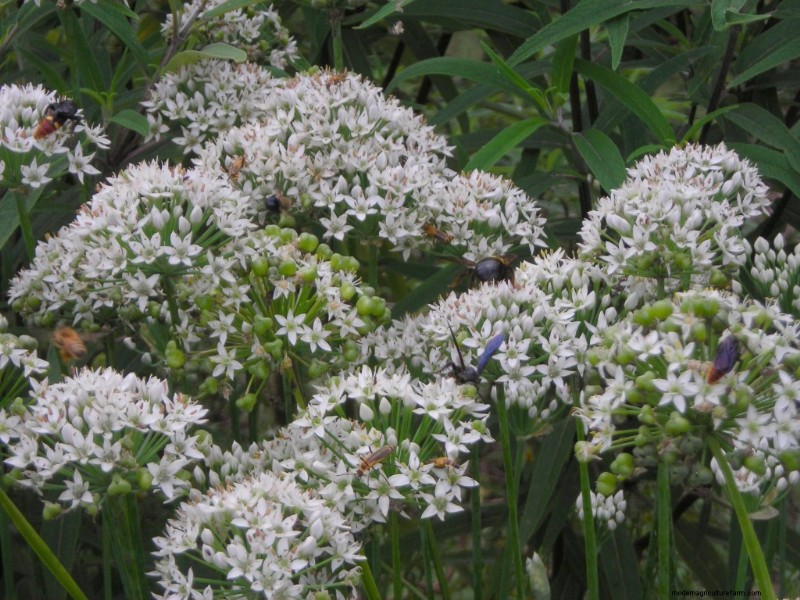Pollinator Fest on Garlic Chive Blossoms