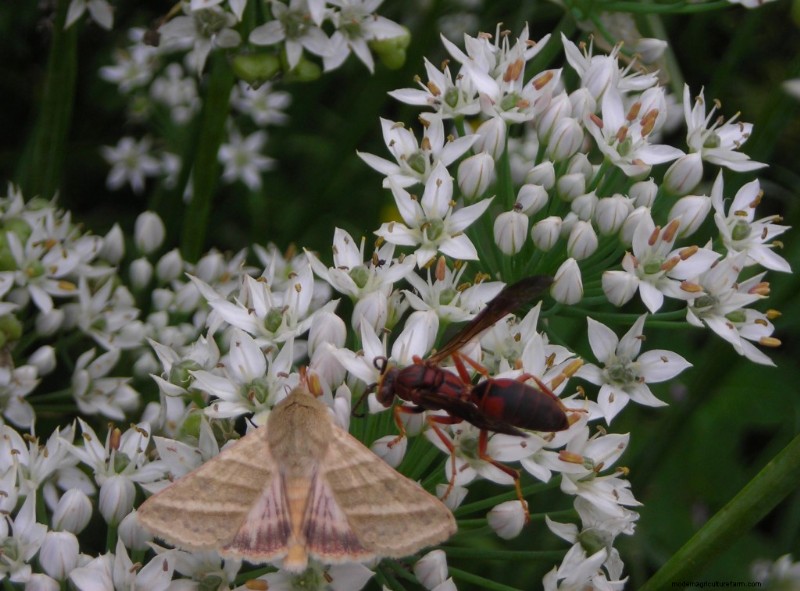Pollinator Fest on Garlic Chive Blossoms