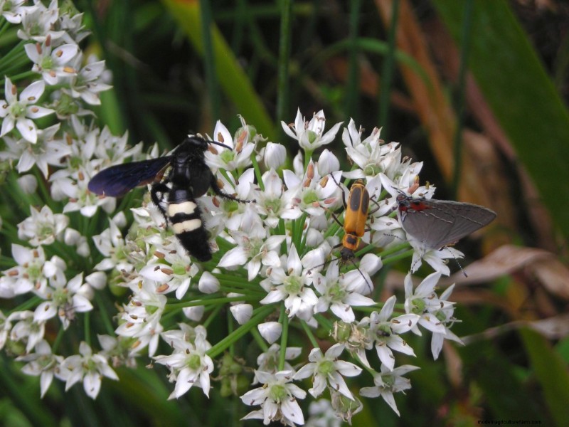 Pollinator Fest on Garlic Chive Blossoms