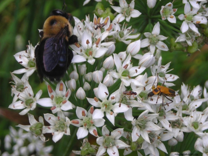 Pollinator Fest on Garlic Chive Blossoms