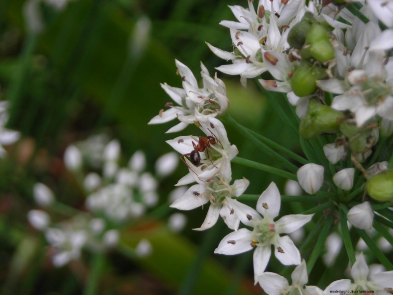 Pollinator Fest on Garlic Chive Blossoms