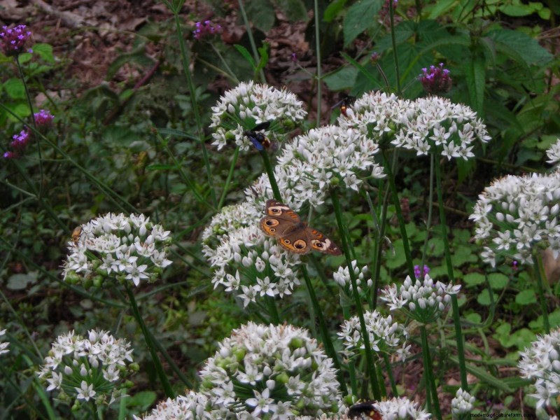 Pollinator Fest on Garlic Chive Blossoms