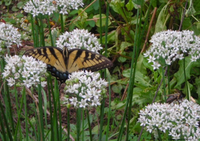 Pollinator Fest on Garlic Chive Blossoms