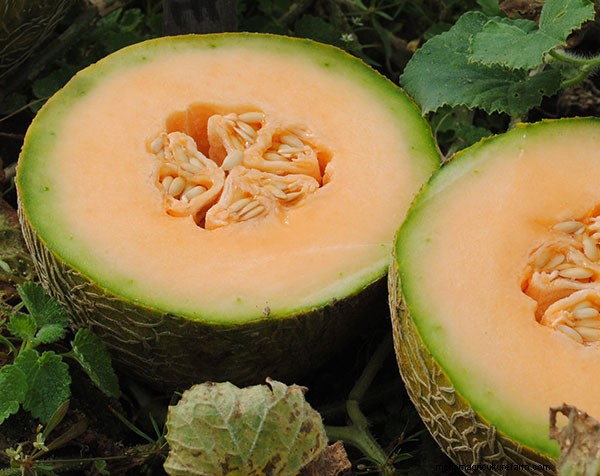 Fight Downy Mildew in your Vegetable Garden: Pick the Right Varieties