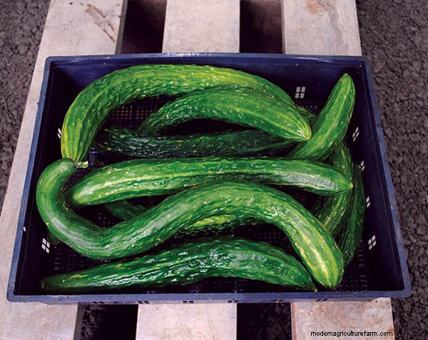 Fight Downy Mildew in your Vegetable Garden: Pick the Right Varieties