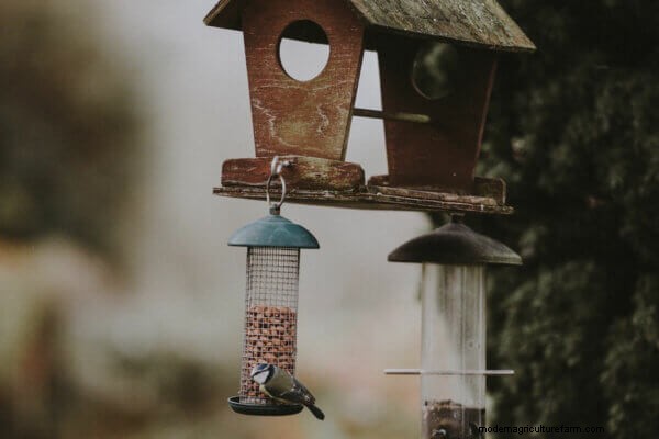 10 Steps To Attract Birds In The Winter