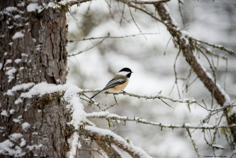 10 Steps To Attract Birds In The Winter