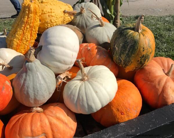 Winter Squash Harvest And Storage Tips