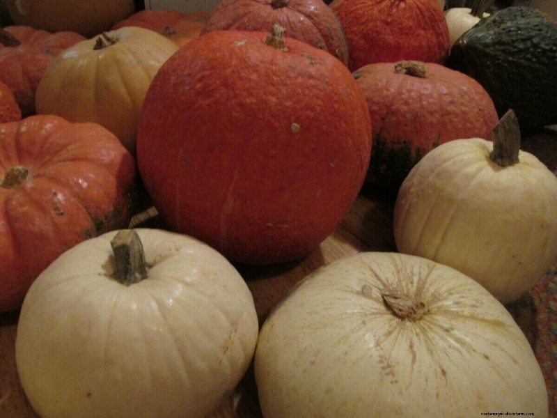 How to Find & Store Cheap Leftover Pumpkins After Halloween