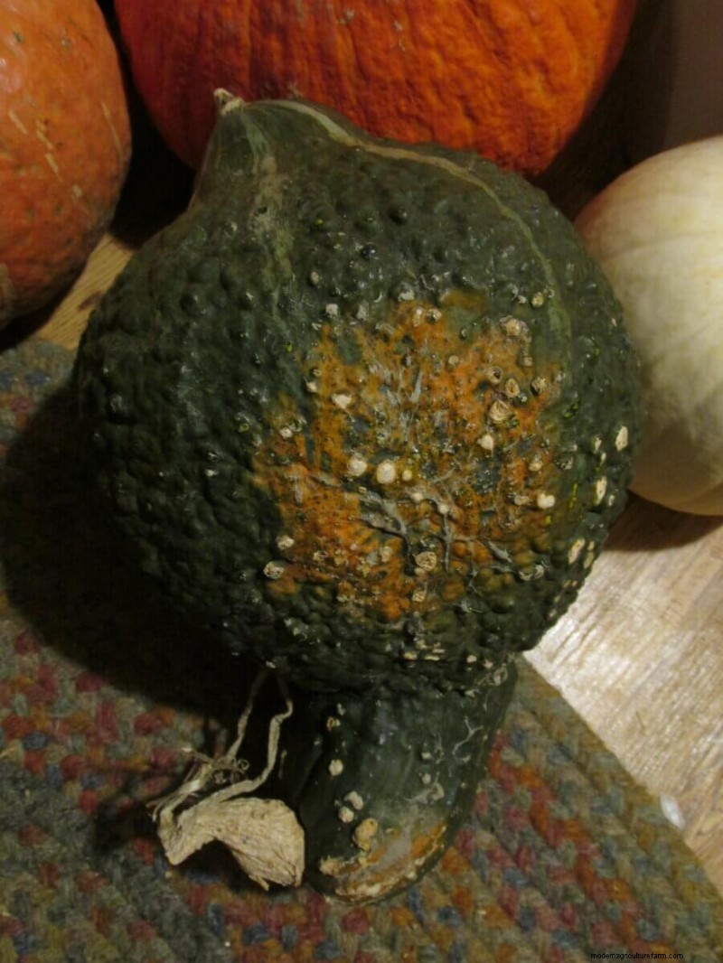 How to Find & Store Cheap Leftover Pumpkins After Halloween