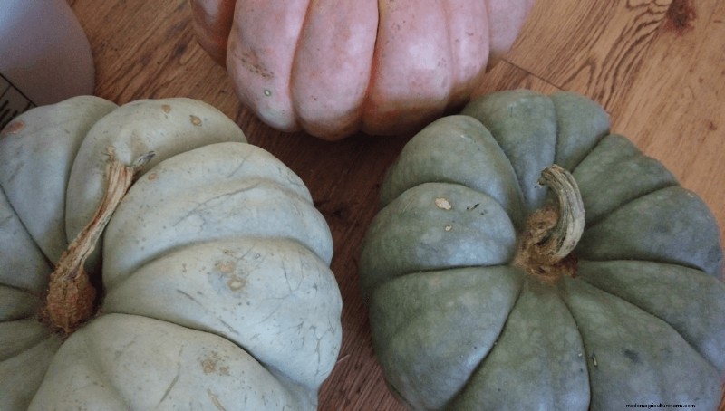 How to Find & Store Cheap Leftover Pumpkins After Halloween