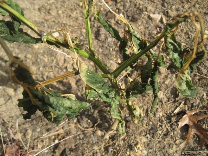 Shutting Down the Garden for Winter Checklist