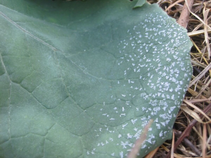 Shutting Down the Garden for Winter Checklist
