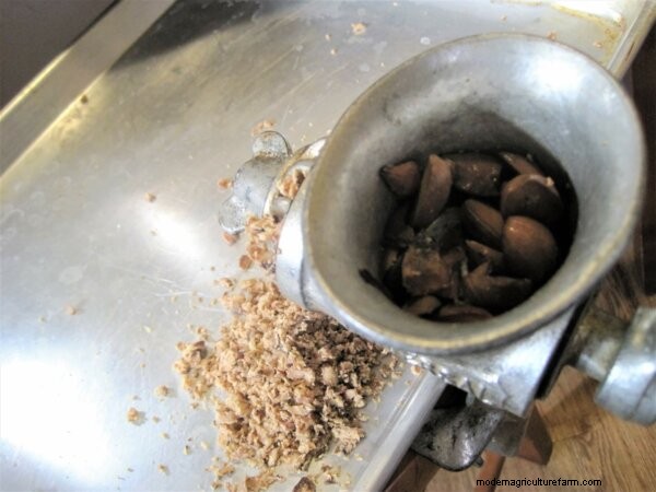 Eating Acorns: From Foraging To Cooking & Recipes