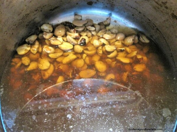 Eating Acorns: From Foraging To Cooking & Recipes