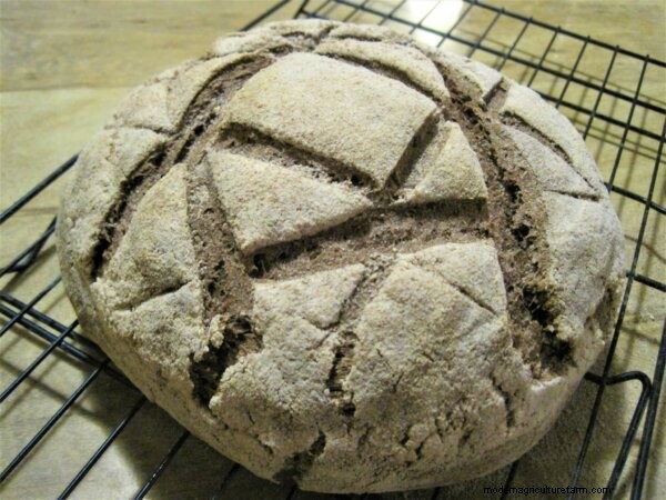 Eating Acorns: From Foraging To Cooking & Recipes