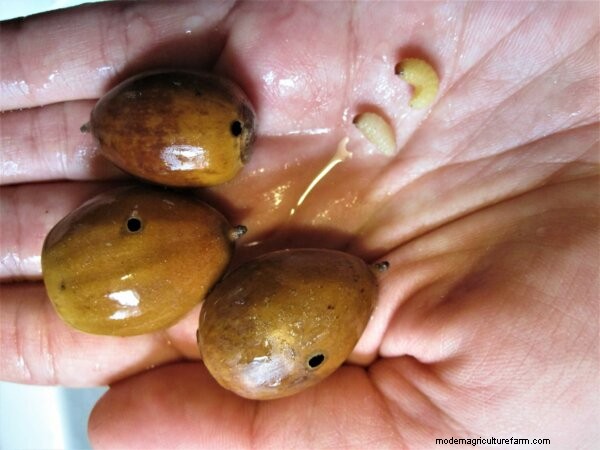 Eating Acorns: From Foraging To Cooking & Recipes