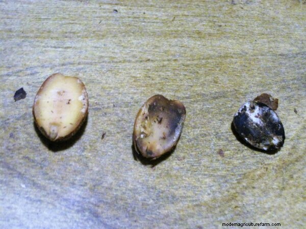 Eating Acorns: From Foraging To Cooking & Recipes