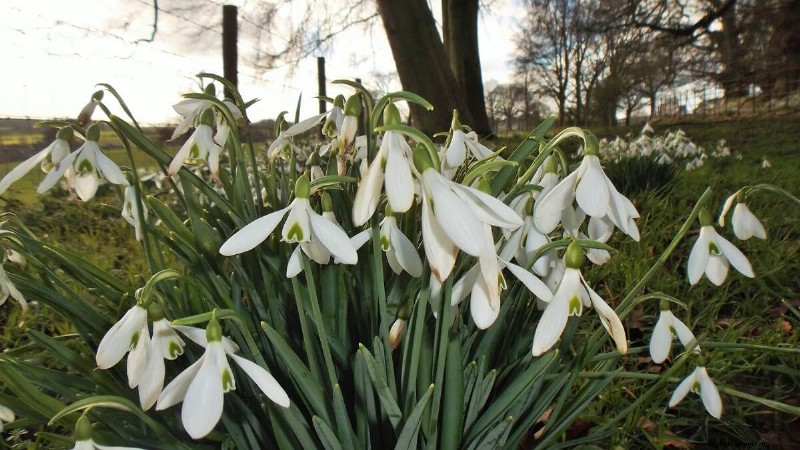 8 Gorgeous Spring Bulbs To Plant This Fall