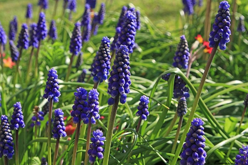 8 Gorgeous Spring Bulbs To Plant This Fall