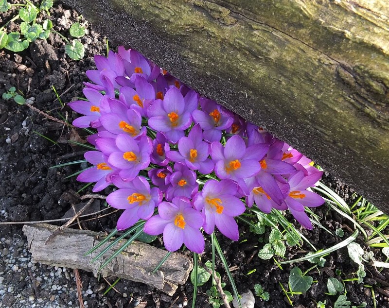 8 Gorgeous Spring Bulbs To Plant This Fall