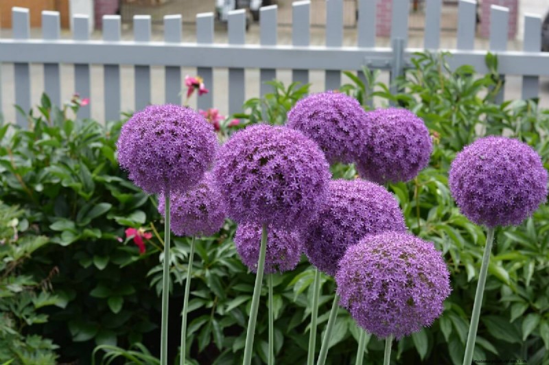 8 Gorgeous Spring Bulbs To Plant This Fall