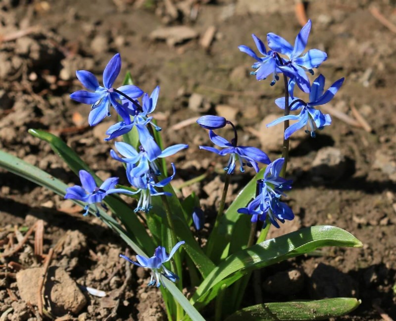 8 Gorgeous Spring Bulbs To Plant This Fall