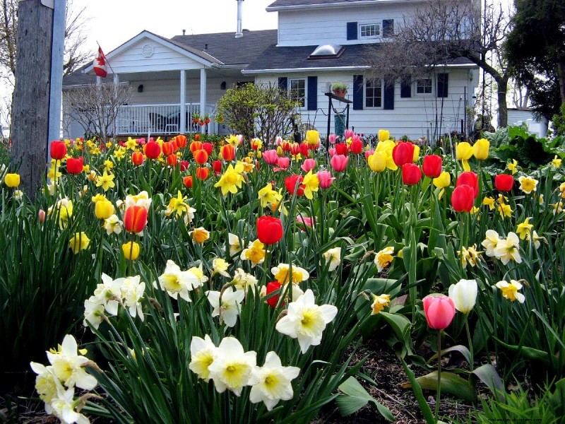 8 Gorgeous Spring Bulbs To Plant This Fall