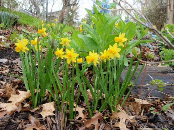 8 Gorgeous Spring Bulbs To Plant This Fall